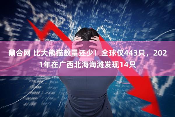 鼎合网 比大熊猫数量还少！全球仅443只，2021年在广西北海海滩发现14只